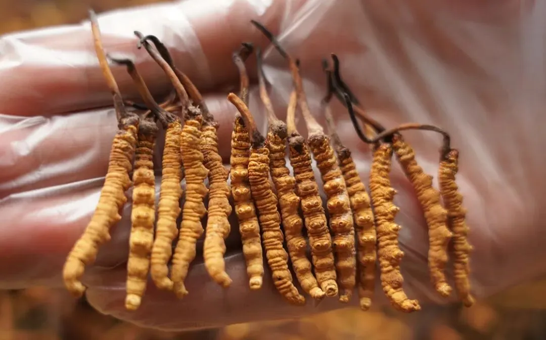 虫草市场的猛料,刺痛了很多人!!!