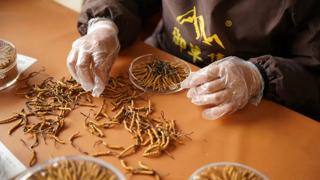 虫草市场的猛料,刺痛了很多人!!!