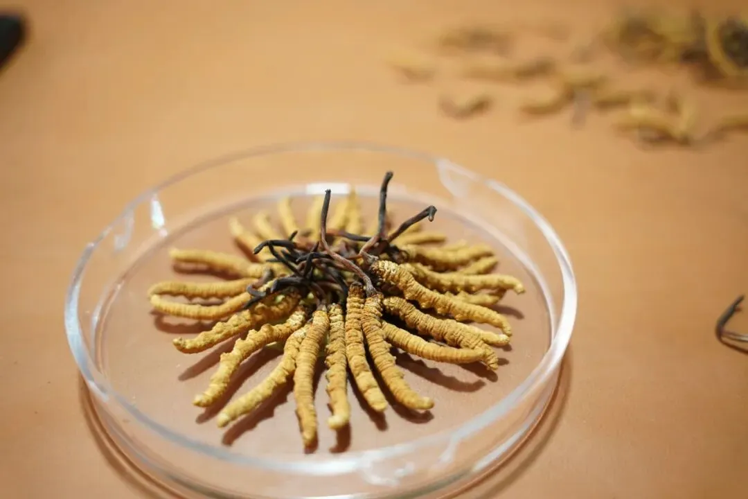 虫草市场的猛料,刺痛了很多人!!!