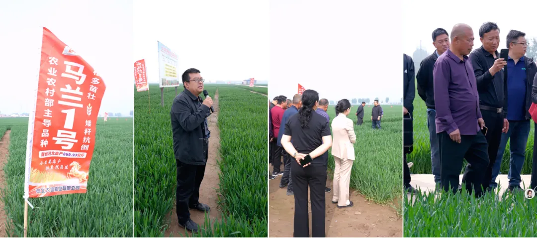 四新助农 麦向丰收 | 马兰1号盐山市场启动大会圆满成功