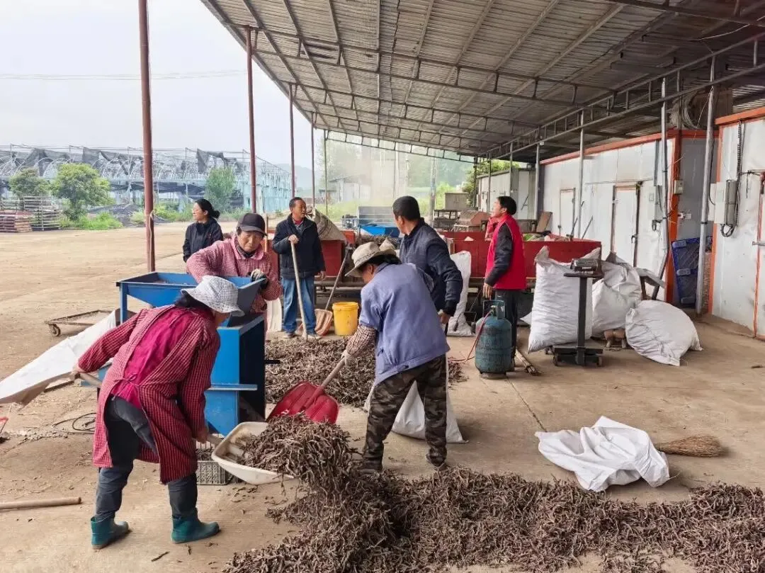 澧县火连坡镇澧淞村石菖蒲交易市场开市