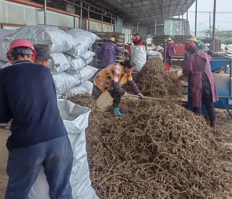 澧县火连坡镇澧淞村石菖蒲交易市场开市