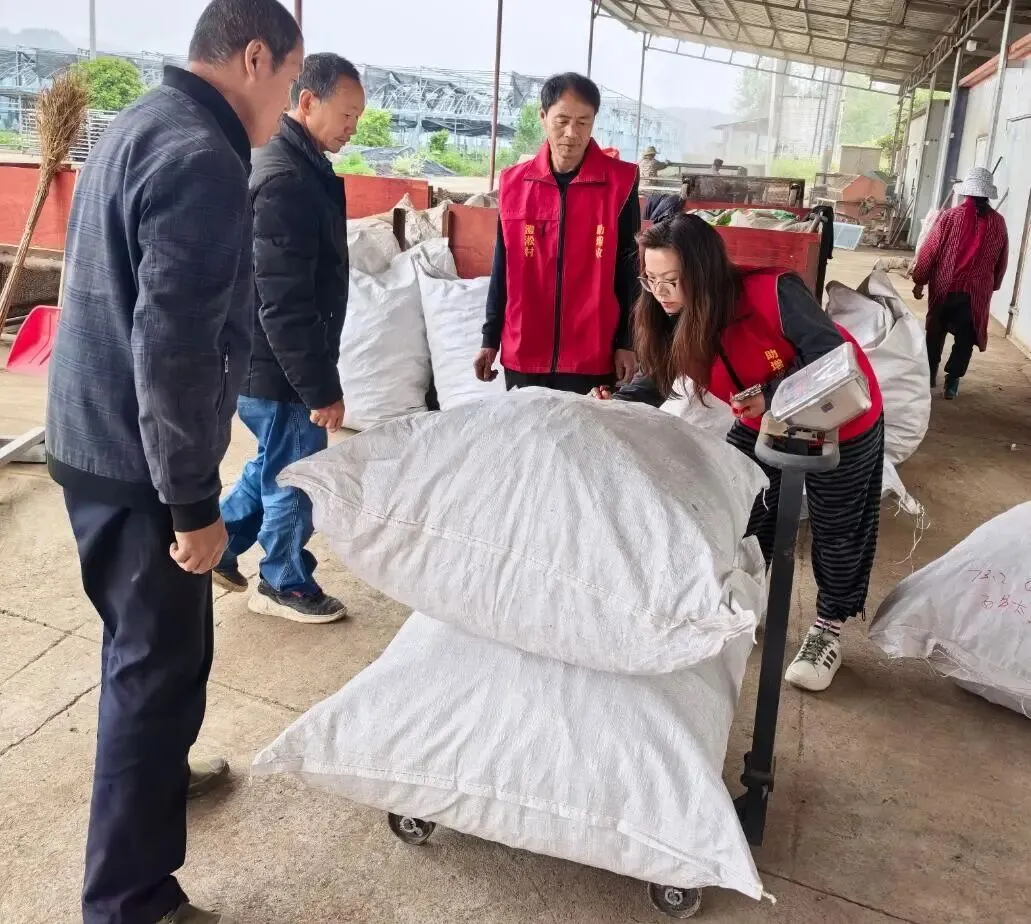 澧县火连坡镇澧淞村石菖蒲交易市场开市