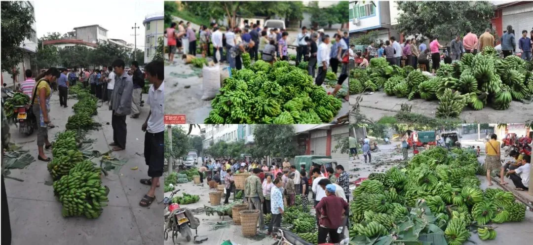金沙江畔蕉香急盼,大崇市场诚邀客来——白鹤滩搬迁后,万亩蕉园待收购