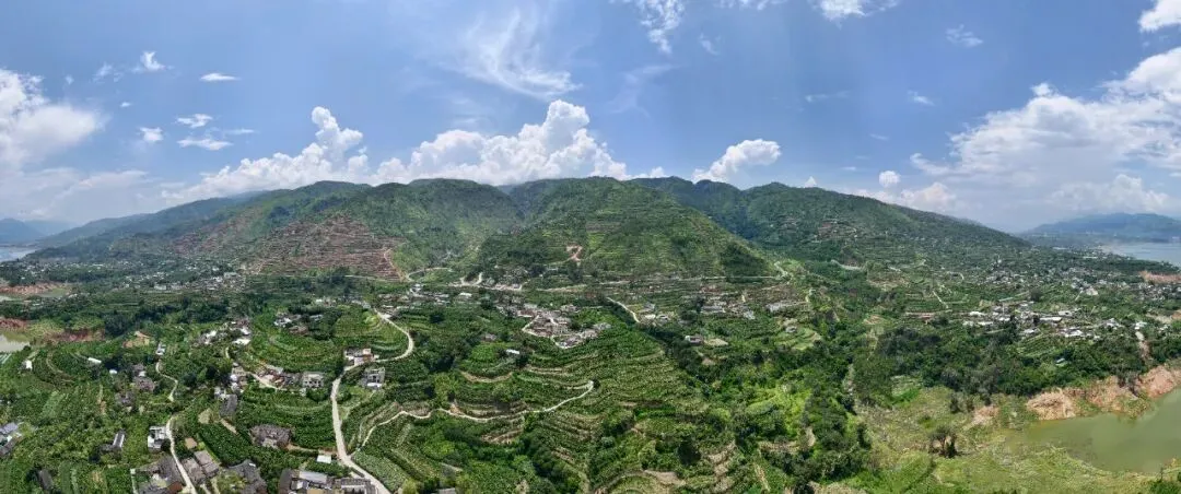 金沙江畔蕉香急盼,大崇市场诚邀客来——白鹤滩搬迁后,万亩蕉园待收购