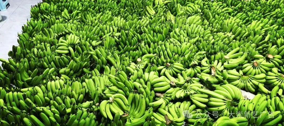 金沙江畔蕉香急盼,大崇市场诚邀客来——白鹤滩搬迁后,万亩蕉园待收购