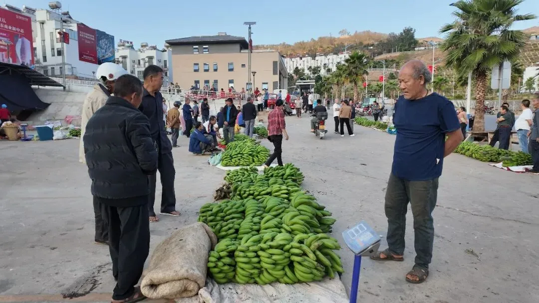 金沙江畔蕉香急盼,大崇市场诚邀客来——白鹤滩搬迁后,万亩蕉园待收购
