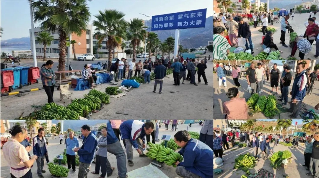 金沙江畔蕉香急盼,大崇市场诚邀客来——白鹤滩搬迁后,万亩蕉园待收购