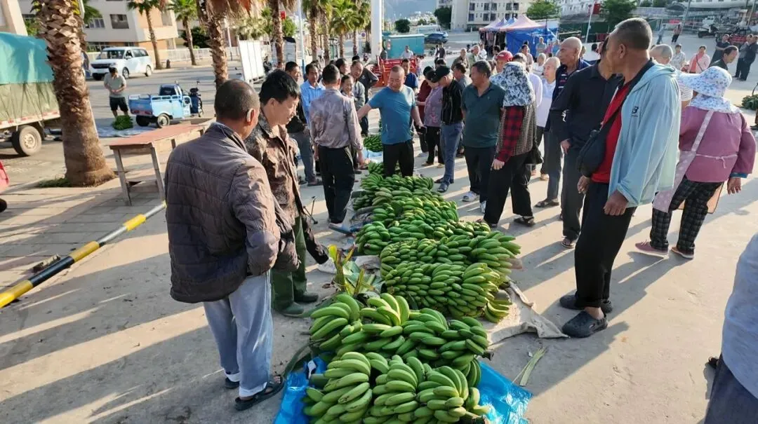 金沙江畔蕉香急盼,大崇市场诚邀客来——白鹤滩搬迁后,万亩蕉园待收购
