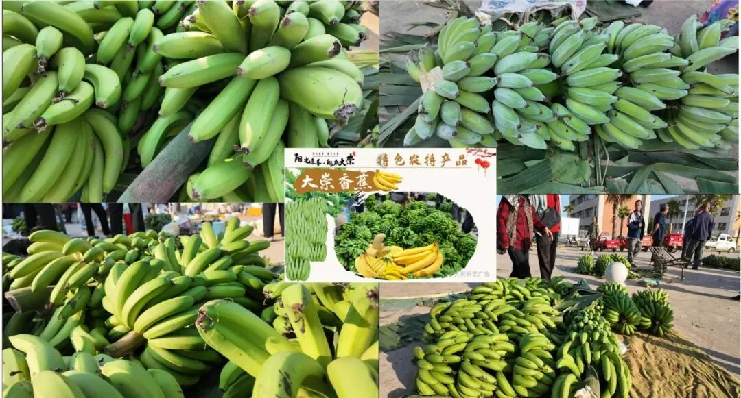 金沙江畔蕉香急盼,大崇市场诚邀客来——白鹤滩搬迁后,万亩蕉园待收购