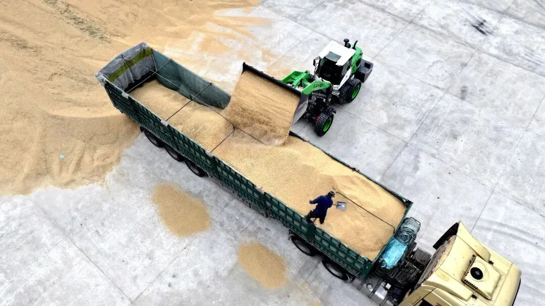 【营销新视野】新华分公司:深耕优质粮源 拓宽产销渠道