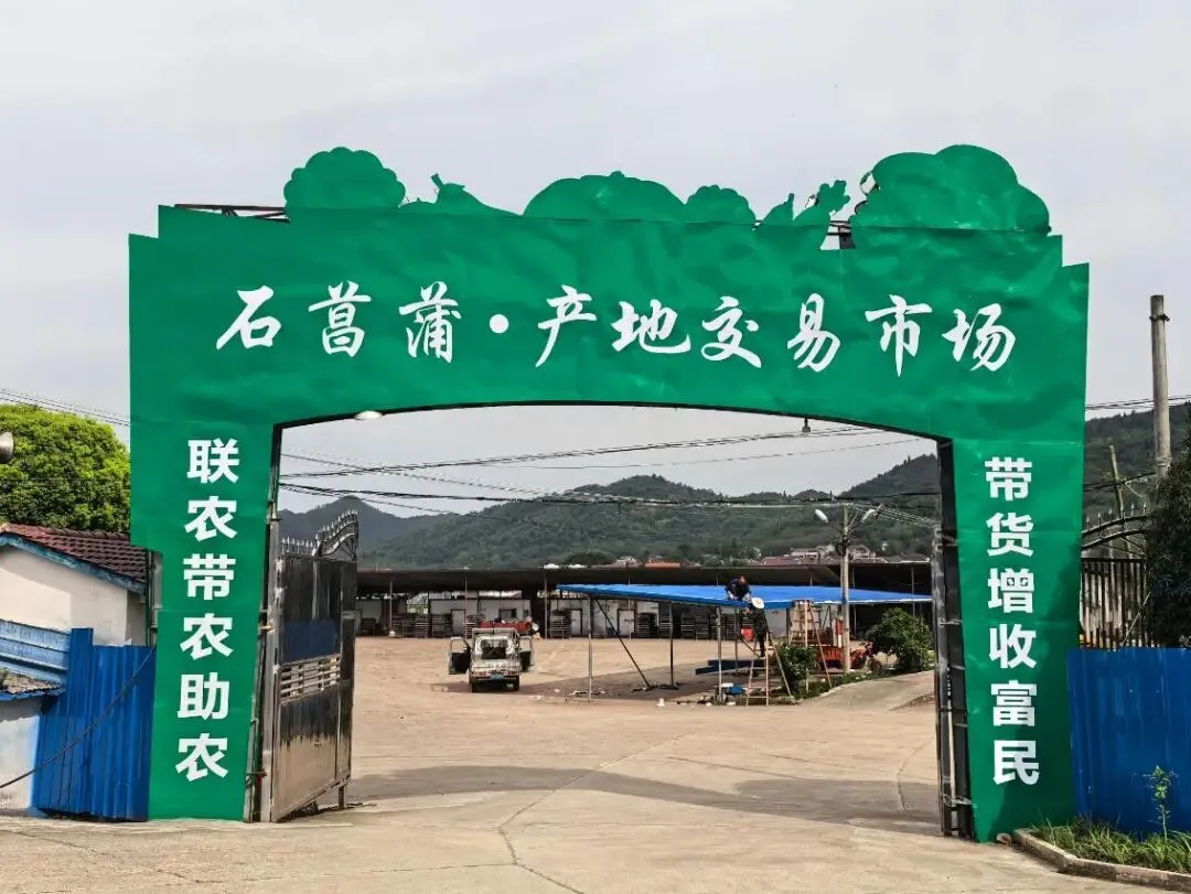 澧县火连坡镇澧淞村石菖蒲交易市场开市