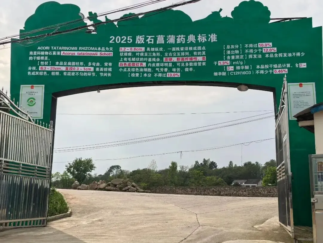 澧县火连坡镇澧淞村石菖蒲交易市场开市