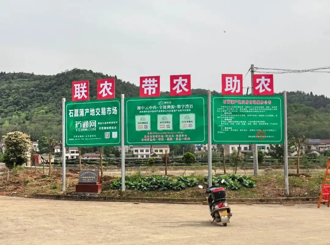 澧县火连坡镇澧淞村石菖蒲交易市场开市