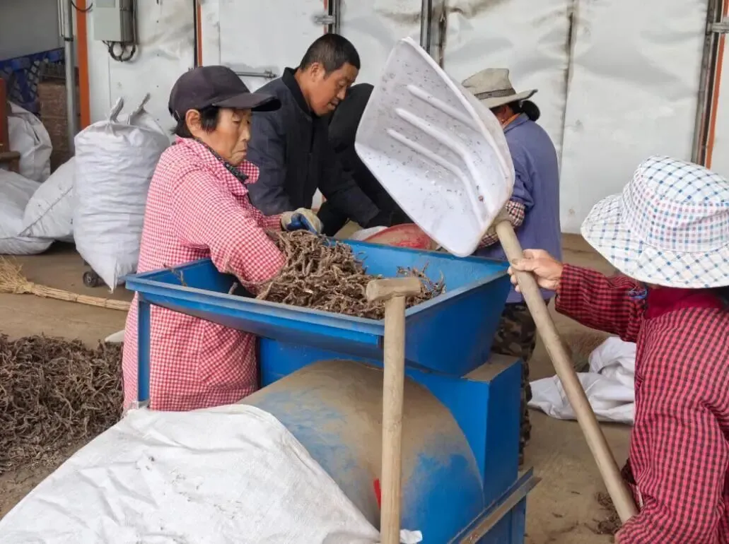 澧县火连坡镇澧淞村石菖蒲交易市场开市