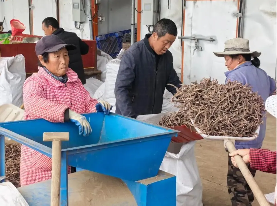 澧县火连坡镇澧淞村石菖蒲交易市场开市