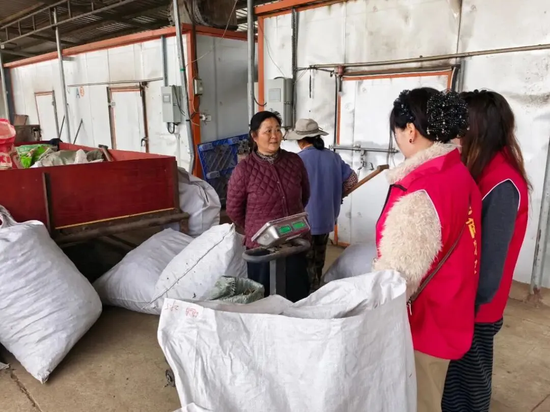 澧县火连坡镇澧淞村石菖蒲交易市场开市