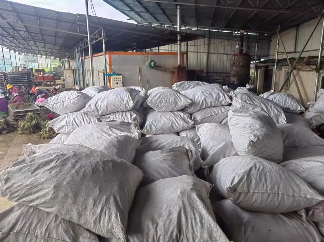 澧县火连坡镇澧淞村石菖蒲交易市场开市