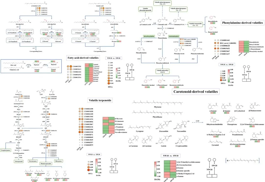 市场追捧的“日晒茶”到底是不是智商税?科学研究为你揭秘!