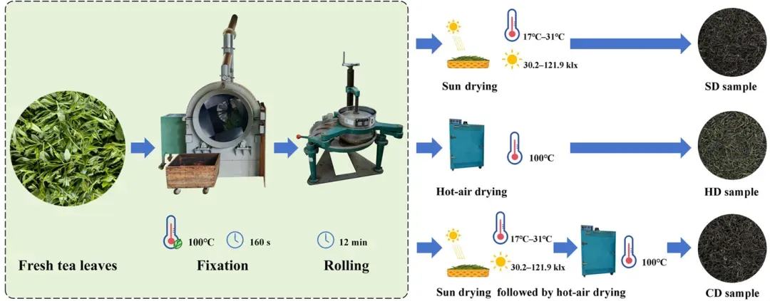 市场追捧的“日晒茶”到底是不是智商税?科学研究为你揭秘!