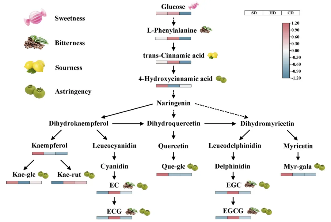 市场追捧的“日晒茶”到底是不是智商税?科学研究为你揭秘!