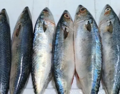 市场上这3种鱼,可能,现在是无法人工养殖的,都是野生鱼,价格便宜营养高!