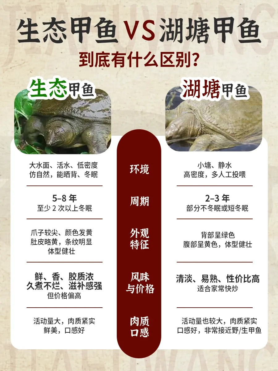 【甲鱼】明知有巨大销售潜力,很多超市却不经营,为啥?