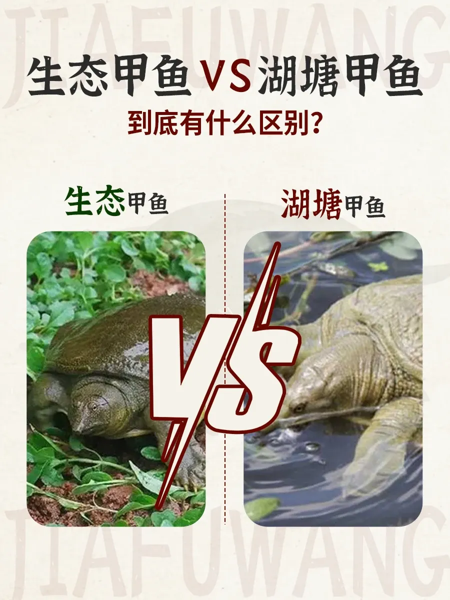 【甲鱼】明知有巨大销售潜力,很多超市却不经营,为啥?