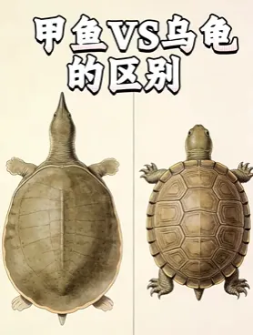 【甲鱼】明知有巨大销售潜力,很多超市却不经营,为啥?