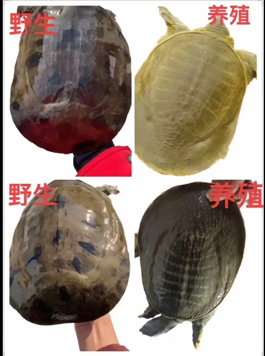 【甲鱼】明知有巨大销售潜力,很多超市却不经营,为啥?