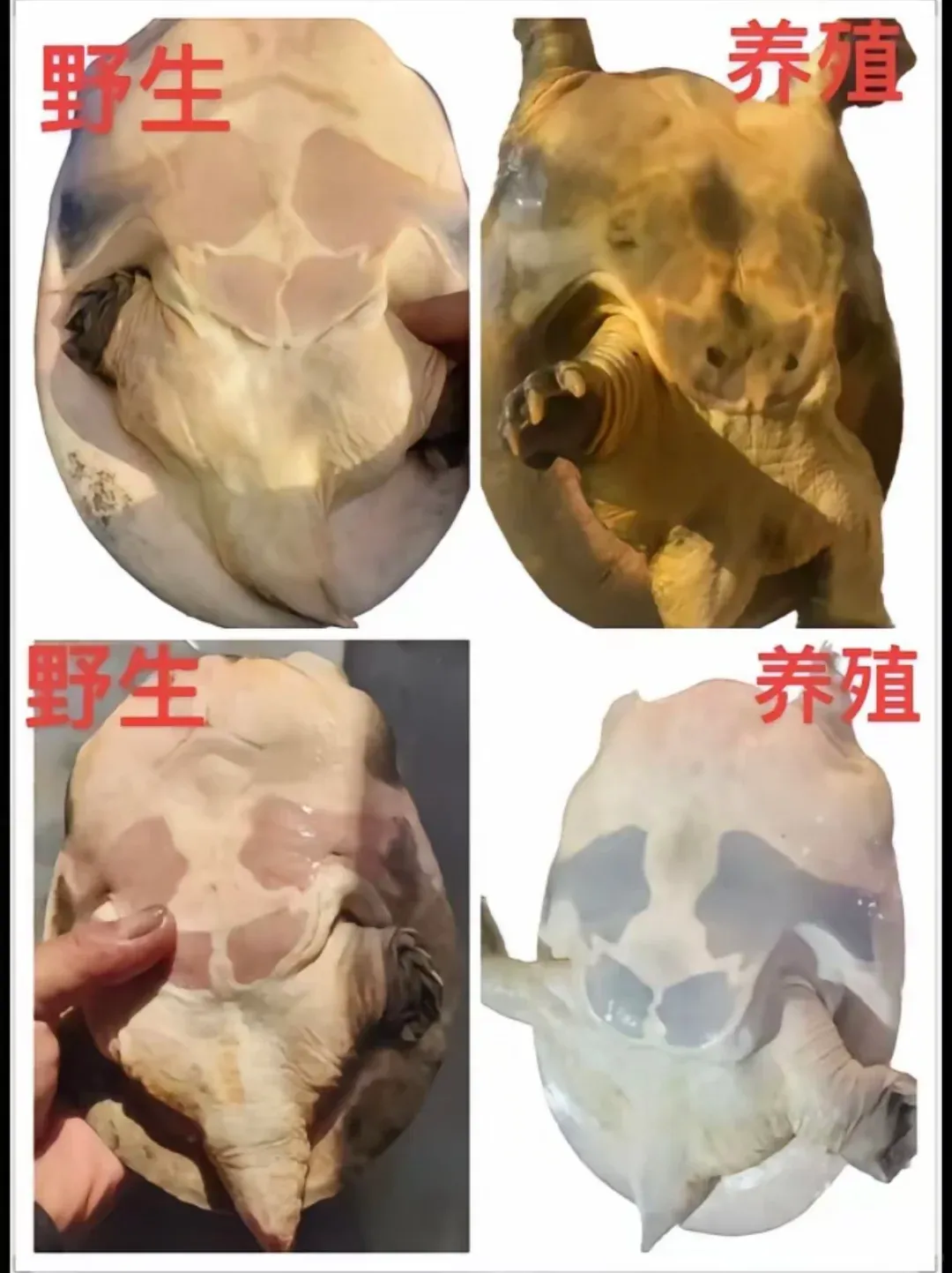 【甲鱼】明知有巨大销售潜力,很多超市却不经营,为啥?