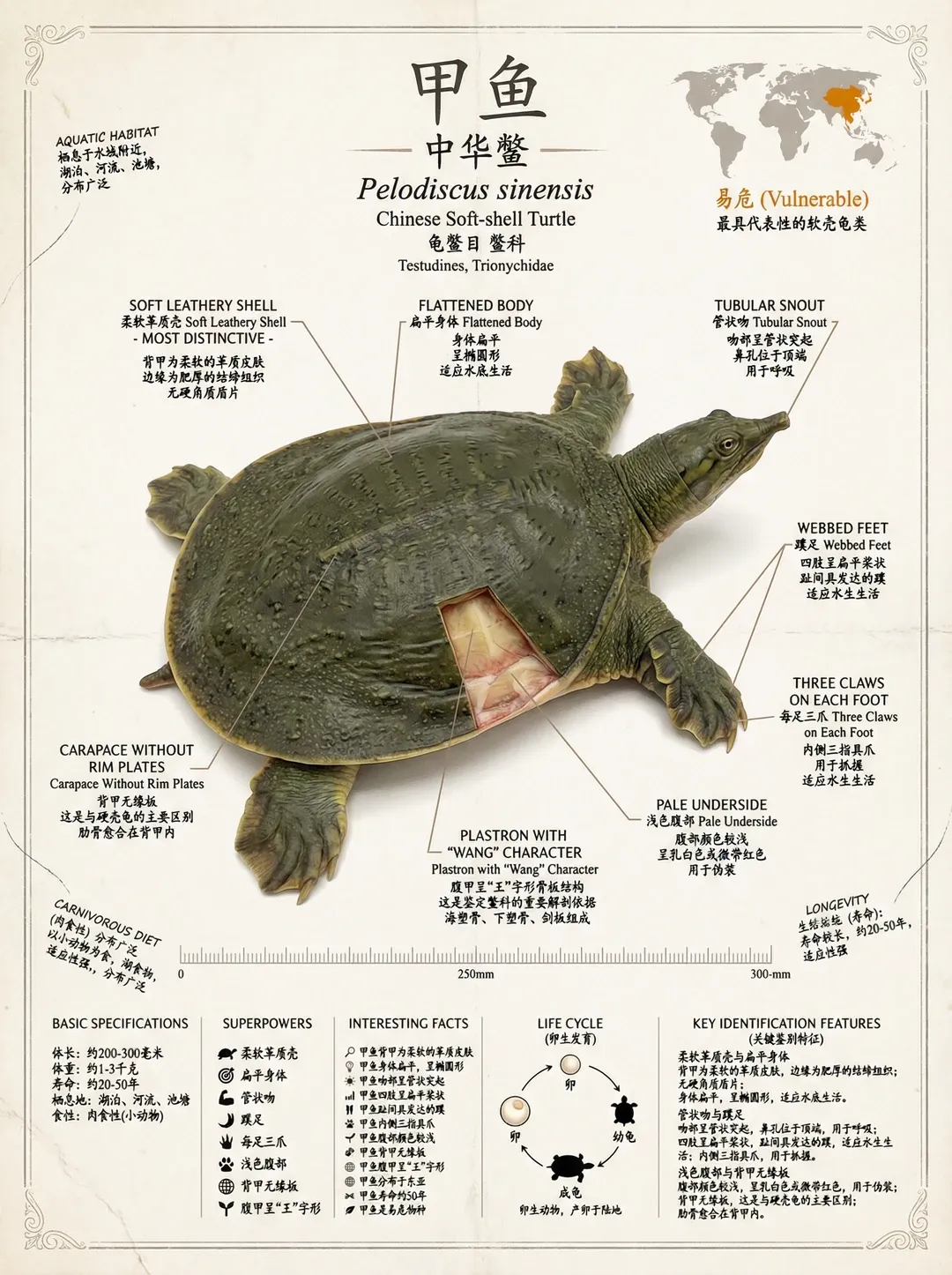 【甲鱼】明知有巨大销售潜力,很多超市却不经营,为啥?