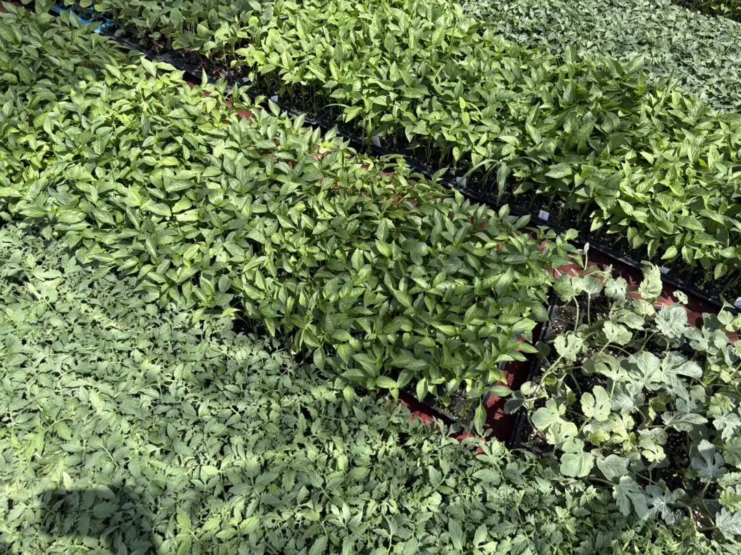 种菜日记|逛种苗市场根本挪不动步子