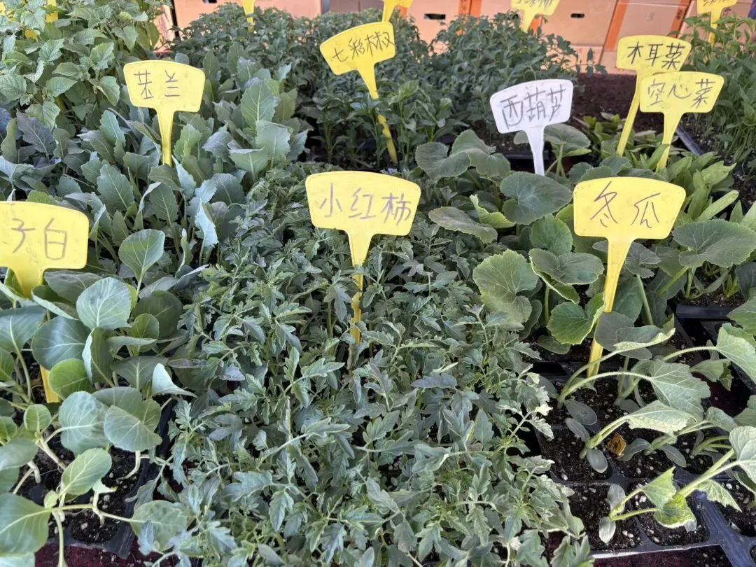 种菜日记|逛种苗市场根本挪不动步子
