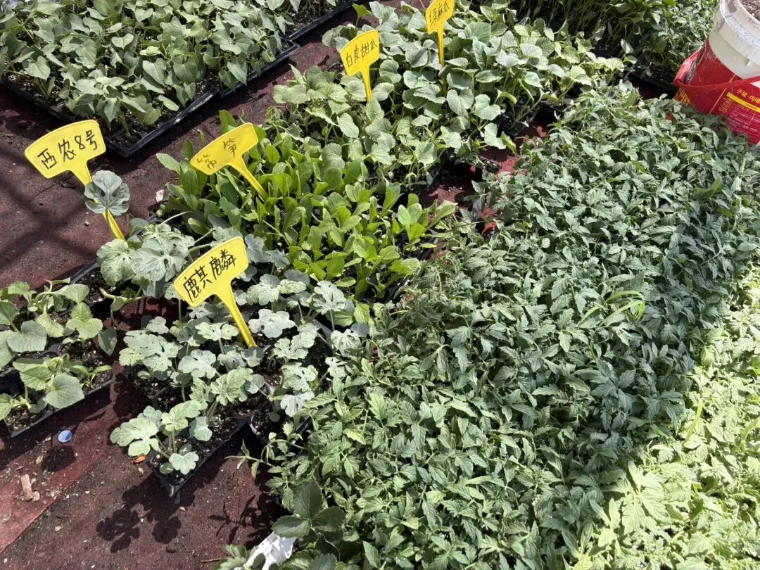 种菜日记|逛种苗市场根本挪不动步子