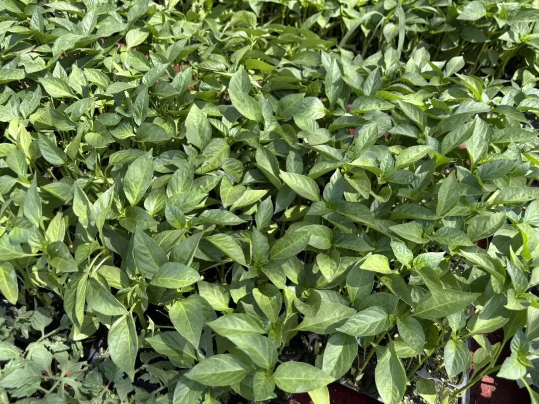 种菜日记|逛种苗市场根本挪不动步子