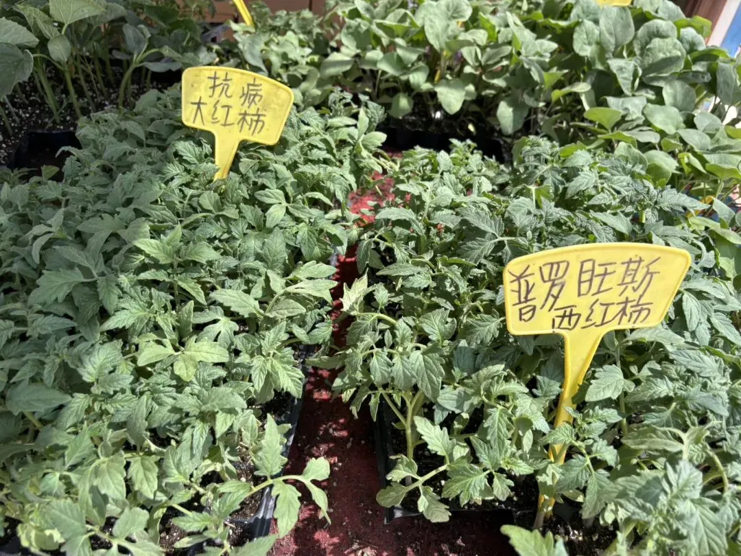 种菜日记|逛种苗市场根本挪不动步子