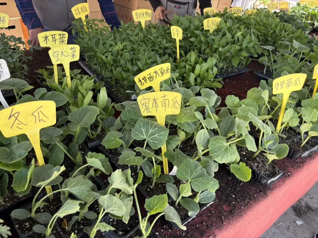 种菜日记|逛种苗市场根本挪不动步子