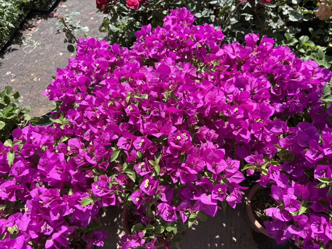 种菜日记|逛种苗市场根本挪不动步子