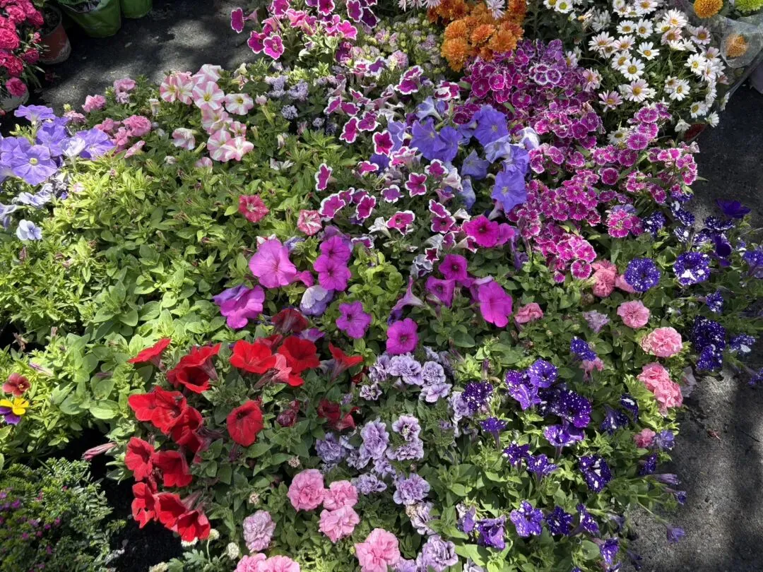 种菜日记|逛种苗市场根本挪不动步子