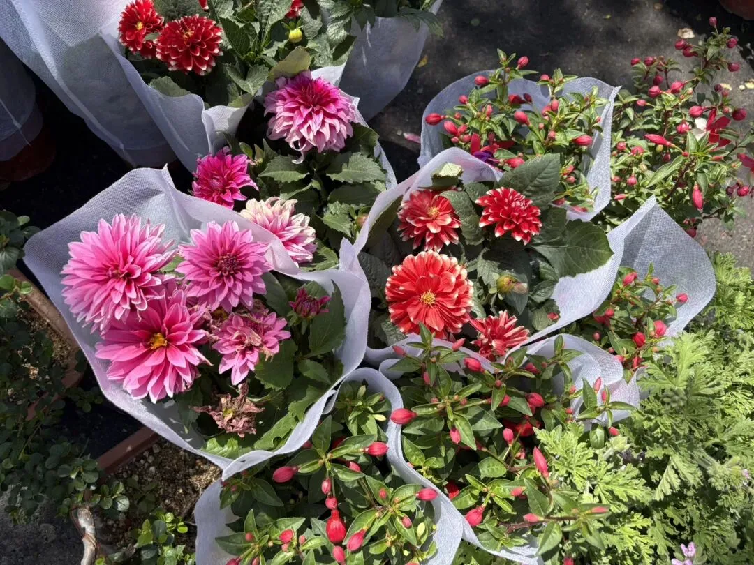 种菜日记|逛种苗市场根本挪不动步子