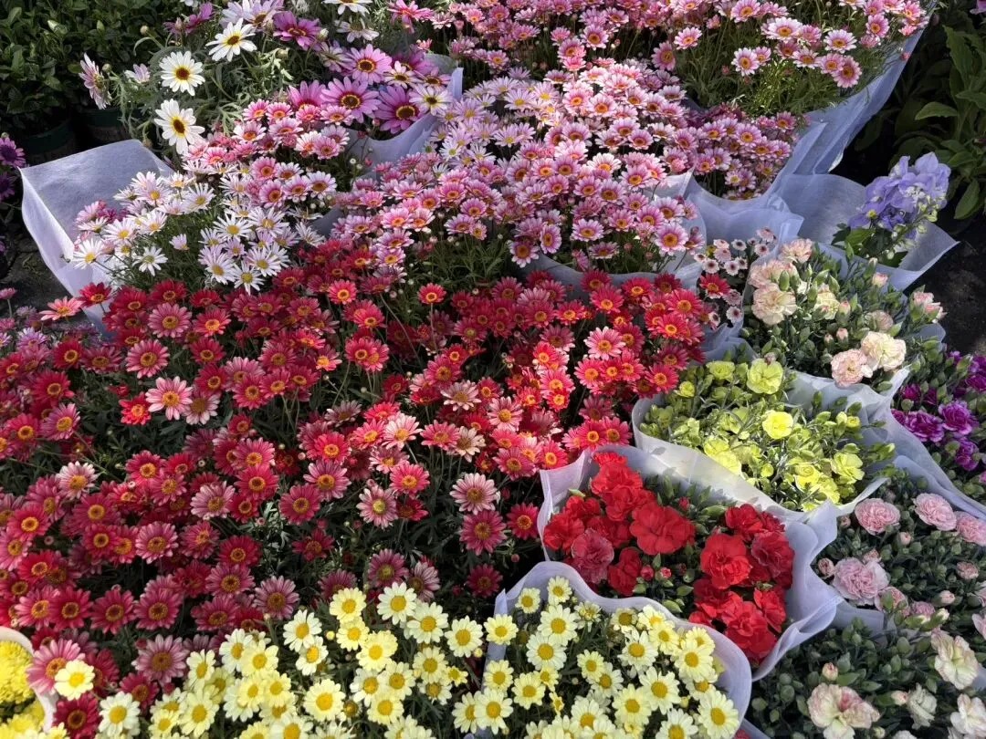 种菜日记|逛种苗市场根本挪不动步子