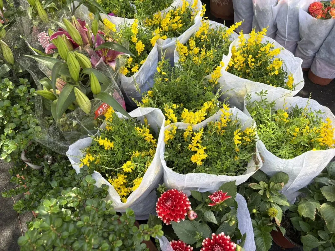 种菜日记|逛种苗市场根本挪不动步子