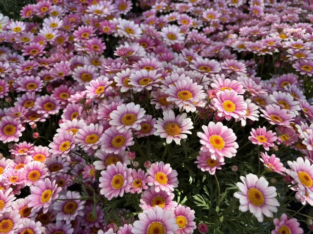 种菜日记|逛种苗市场根本挪不动步子