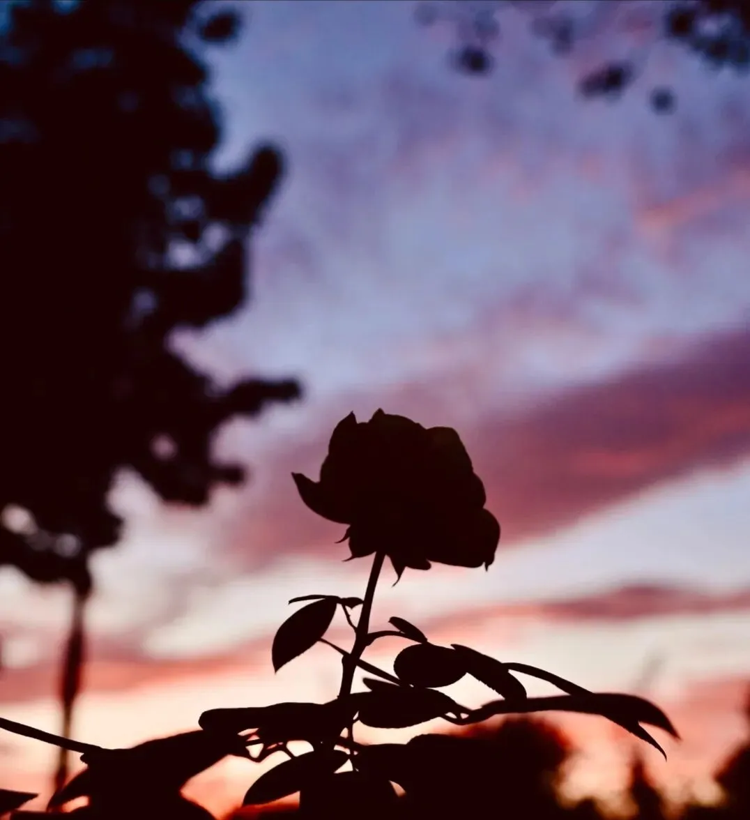 毒鸡汤与焦虑营销