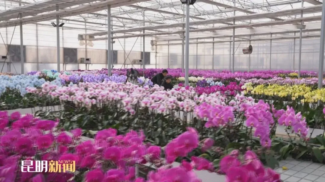 产业高地 实力春城丨一季度斗南花卉市场交易总量约17.7亿枝 交易总额约22.22亿元