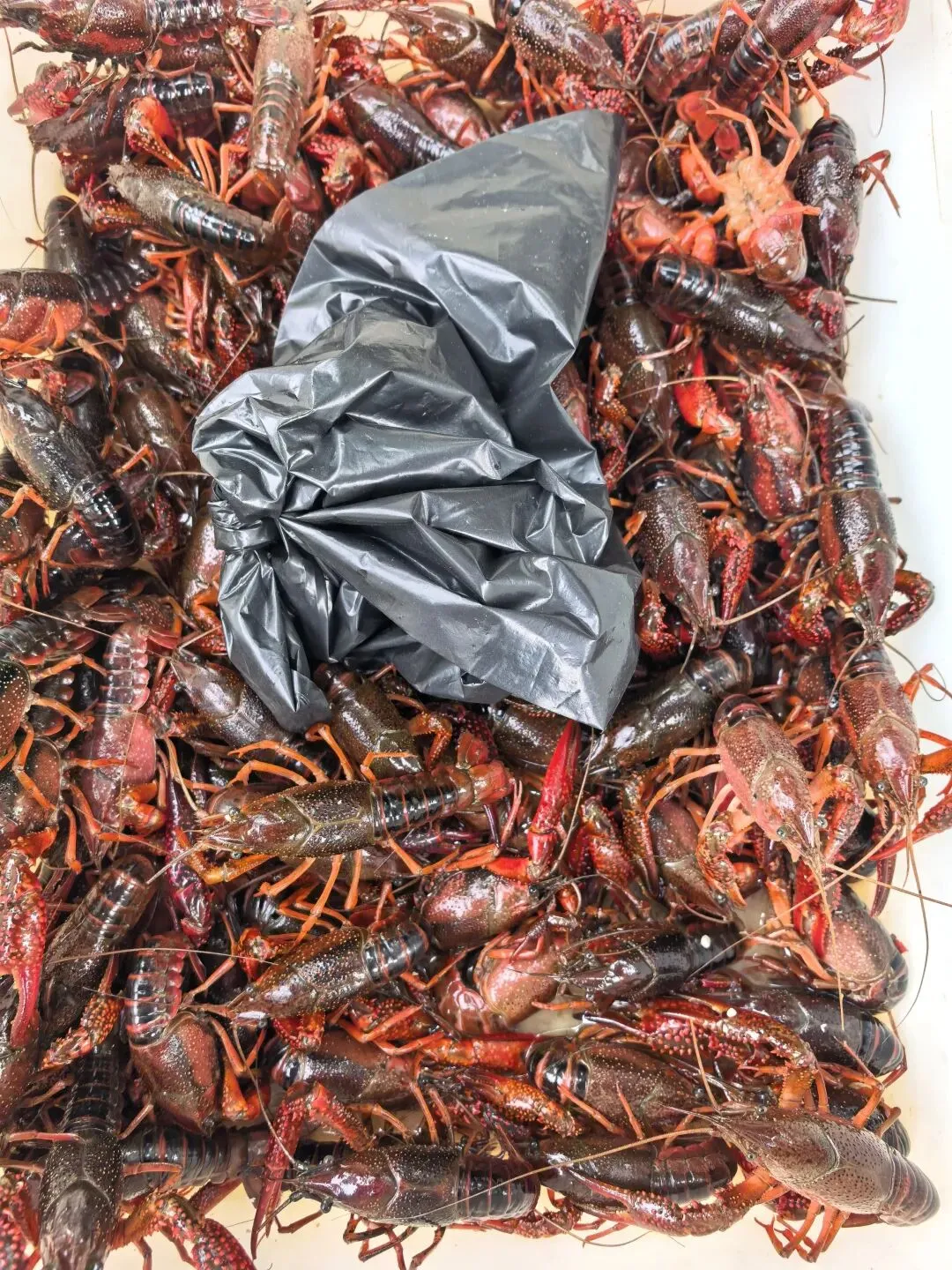 逛一逛农贸市场,才懂最治愈的烟火气