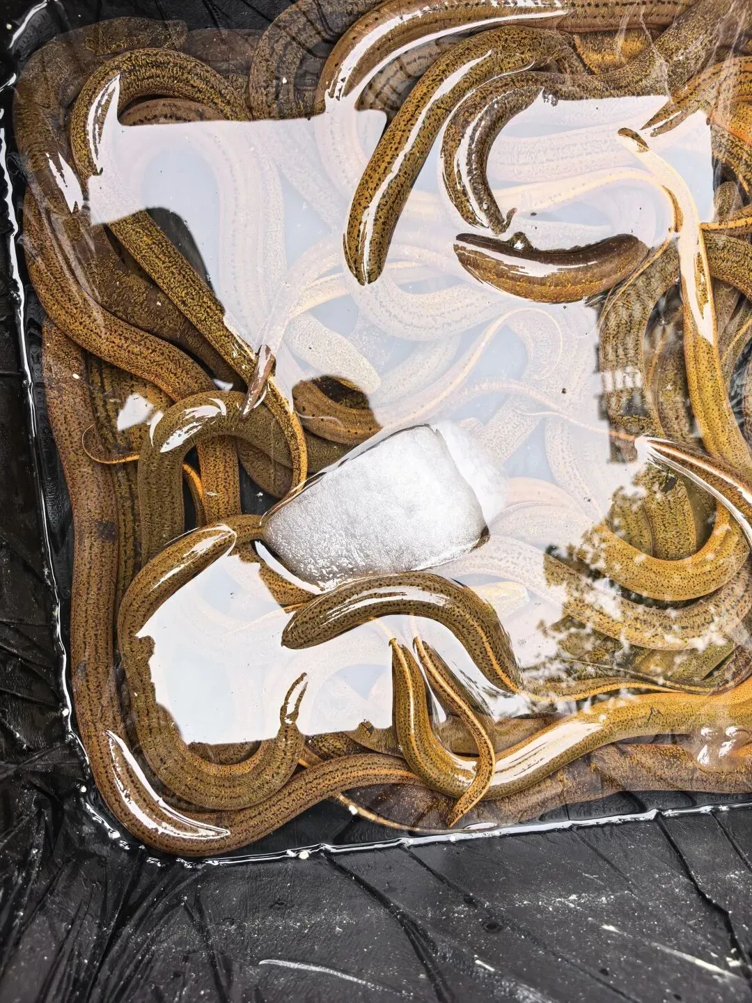 逛一逛农贸市场,才懂最治愈的烟火气