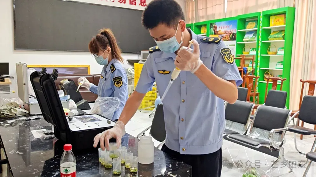 【消除安全隐患 筑牢安全防线】田东县市场监管局:食品安全“你点我检”活动为芒果现场“体检”