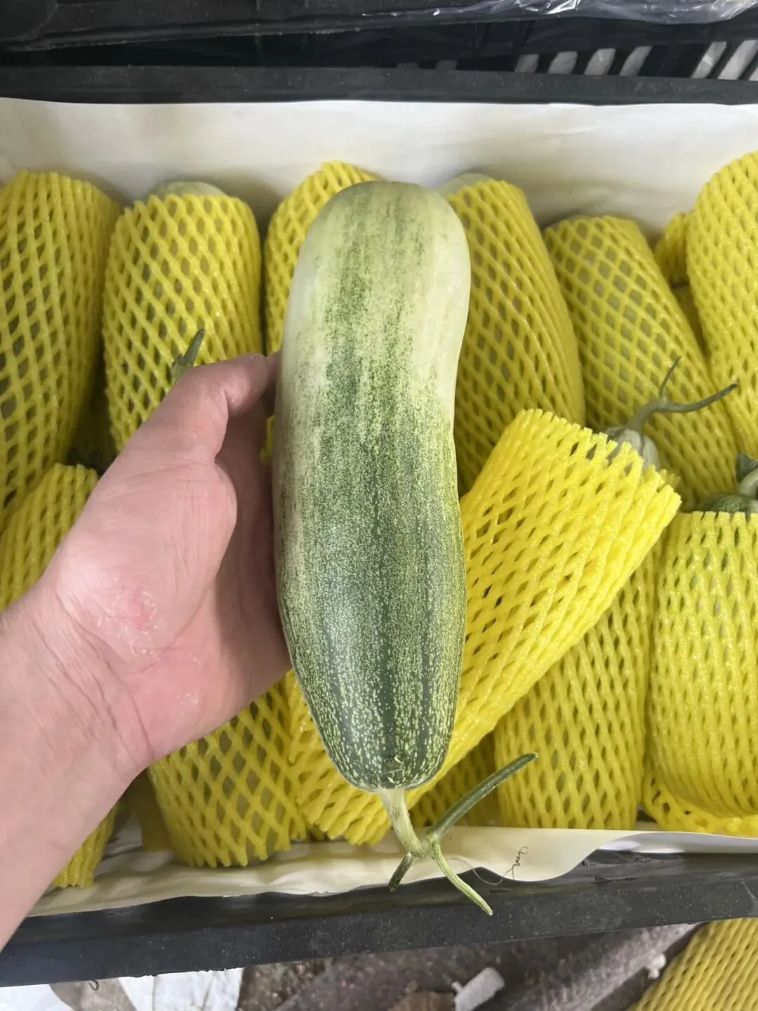 国内最大的甜瓜交易市场火爆